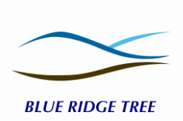 Blue Ridge Tree